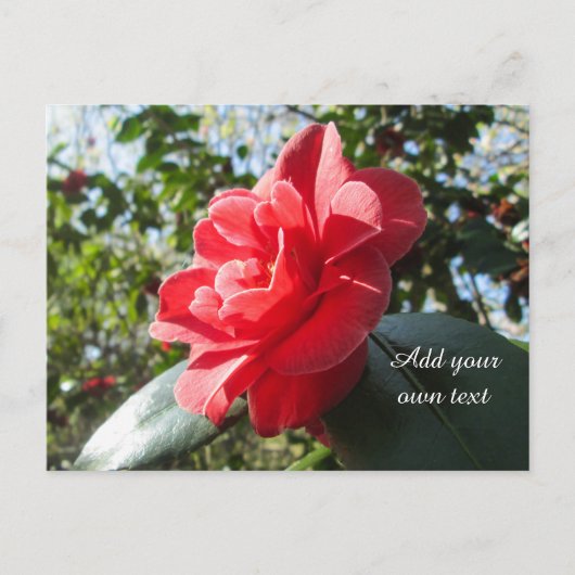 Radiant Red Camellia - gepersonaliseerd Briefkaart (Voorkant)