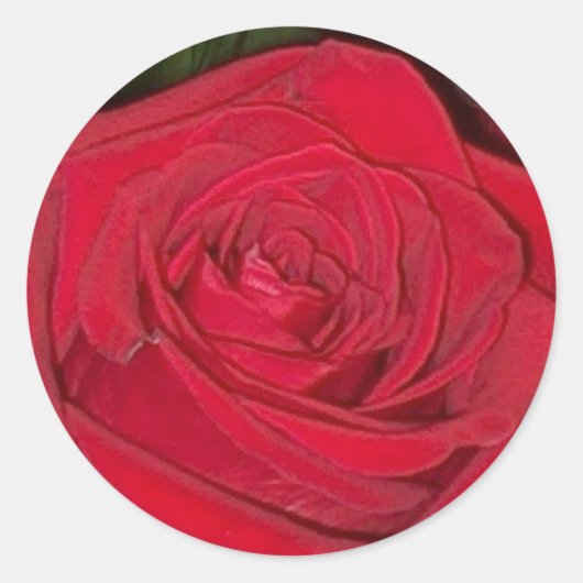 Radiant Red Rose Sticker (Voorkant)