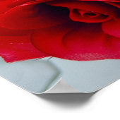 Radiant Rose  Poster (Hoek)