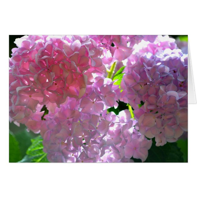 Radiant Roze hydrangeas, roze bloemen roze bloemen (Voorkant Horizontaal)