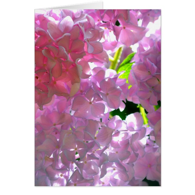 Radiant Roze hydrangeas, roze bloemen roze bloemen (Voorkant)