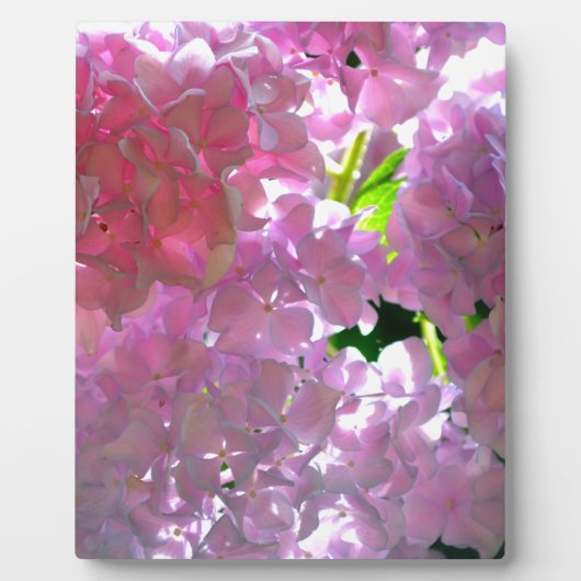 Radiant Roze hydrangeas, roze bloemen roze bloemen Fotoplaat (Voorkant)