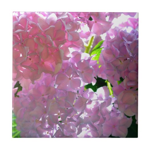 Radiant Roze hydrangeas, roze bloemen roze bloemen Tegeltje (Voorkant)