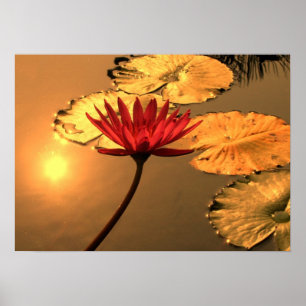 Radiant water Lily met de zon die de zon reflectee Poster
