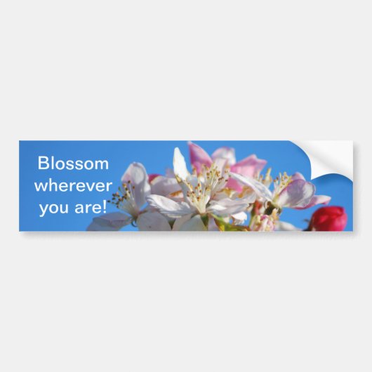 Radiante cherry blossom bumpersticker (Voorkant)