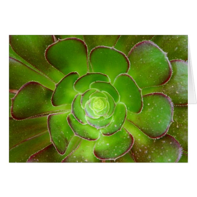 Radiante groene, succulente plant macrofotografie (Voorkant Horizontaal)