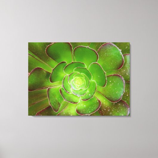 Radiante groene, succulente plant macrofotografie canvas afdruk (Voorkant)