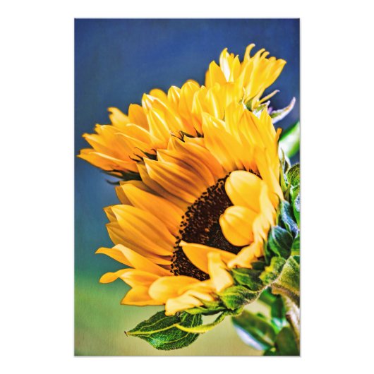 Radiante zonnebloemen foto afdruk (Voorkant)