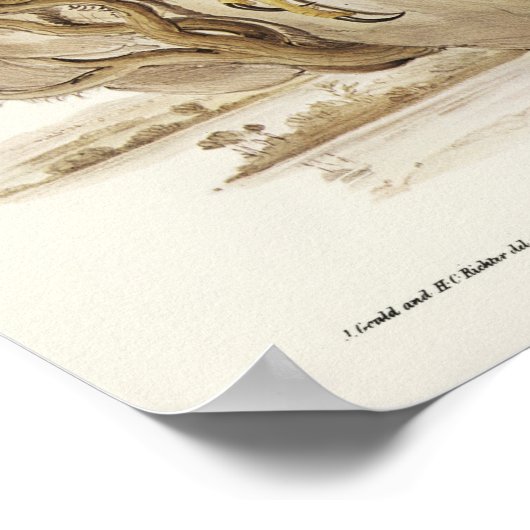 Radiated Goshawk van Elizabeth Gould Poster (Hoek)