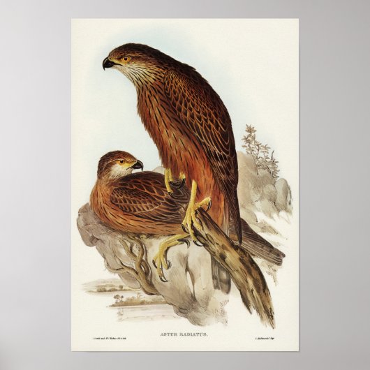 Radiated Goshawk van Elizabeth Gould Poster (Voorkant)