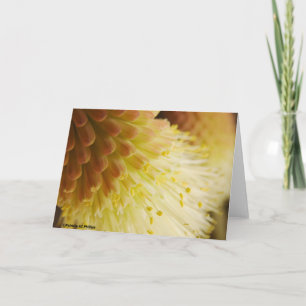 Radiator Torch Lily Flower Photograph Blank Inside Kaart