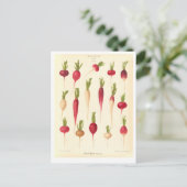 Radijs Botanische Illustratie uit Zaad Catalogus Briefkaart (Staand voorkant)