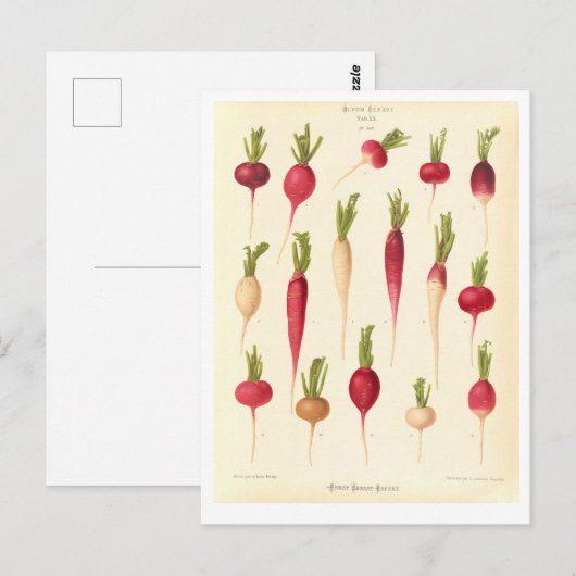 Radijs Botanische Illustratie uit Zaad Catalogus Briefkaart (Voorkant / Achterkant)