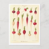 Radijs Botanische Illustratie uit Zaad Catalogus Briefkaart (Voorkant)
