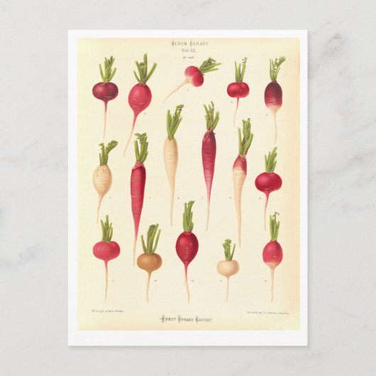 Radijs Botanische Illustratie uit Zaad Catalogus Briefkaart (Voorkant)