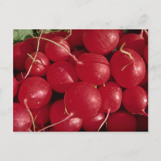 Radijs Foto Briefkaart (Voorkant)