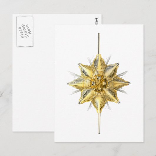 Radiolarian Briefkaart (Voorkant / Achterkant)