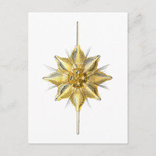 Radiolarian Briefkaart
