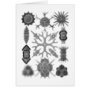 Radiolarissen - amoeboïde protozoenen