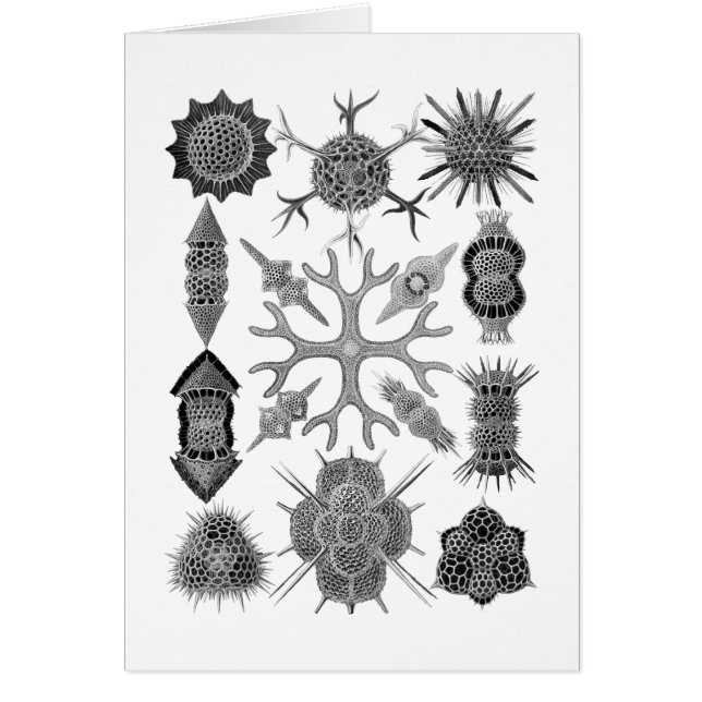 Radiolarissen - amoeboïde protozoenen (Voorkant)