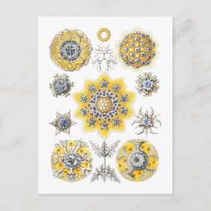 Radiolarissen - amoeboïde protozoenen briefkaart