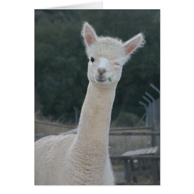 Rafa Card (Voorkant)