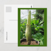 Rafflesia arnoldii briefkaart (Voorkant / Achterkant)