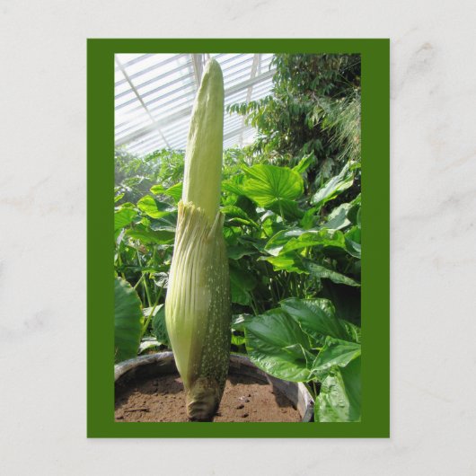 Rafflesia arnoldii briefkaart (Voorkant)