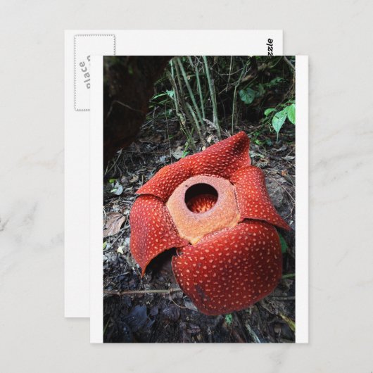 Rafflesia parasitic flower briefkaart (Voorkant / Achterkant)