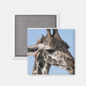 raffmagneet magneet (Voorkant / Achterkant)