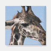 raffmagneet magneet (Voorkant)