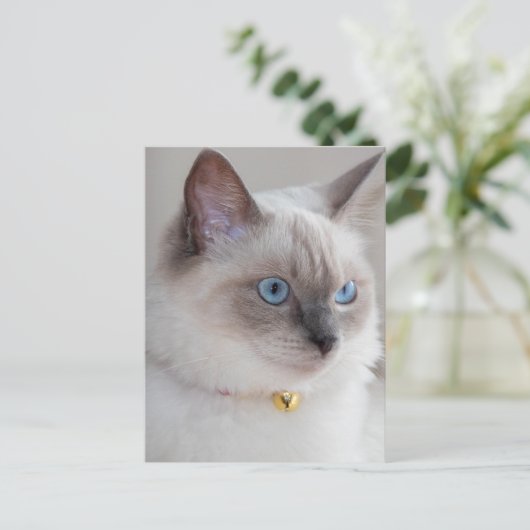 Rag Doll Cat Briefkaart (Staand voorkant)