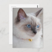 Rag Doll Cat Briefkaart (Voorkant / Achterkant)