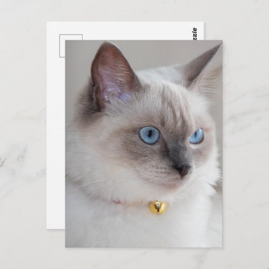 Rag Doll Cat Briefkaart (Voorkant / Achterkant)