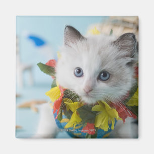 Rag Doll Kitten en Summer Vacation Magneet