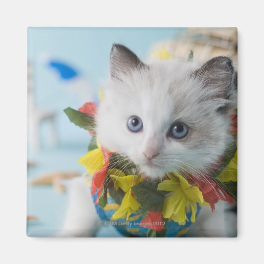 Rag Doll Kitten en Summer Vacation Magneet (Voorkant)