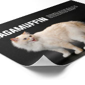 Ragamuffin Cat Breed Poster (Hoek)