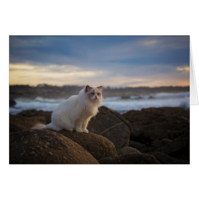 Ragdolkat bij het strand (Voorkant Horizontaal)