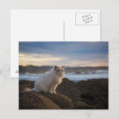 Ragdolkat bij het strand briefkaart (Voorkant / Achterkant)