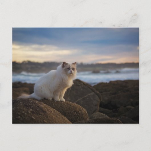 Ragdolkat bij het strand briefkaart (Voorkant)