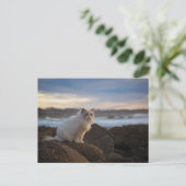 Ragdolkat bij het strand briefkaart (Staand voorkant)