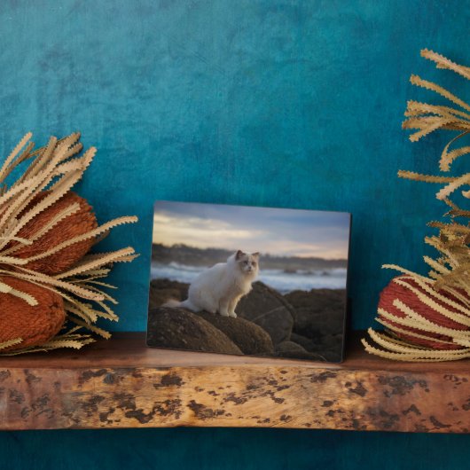 Ragdolkat bij het strand fotoplaat (Zijkant)