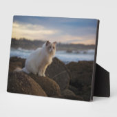 Ragdolkat bij het strand fotoplaat (Zijkant)