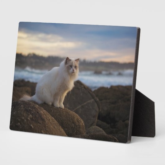 Ragdolkat bij het strand fotoplaat (Zijkant)