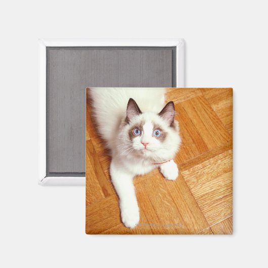 Ragdolkat op de vloer, verhoogd uitzicht magneet (Voorkant / Achterkant)