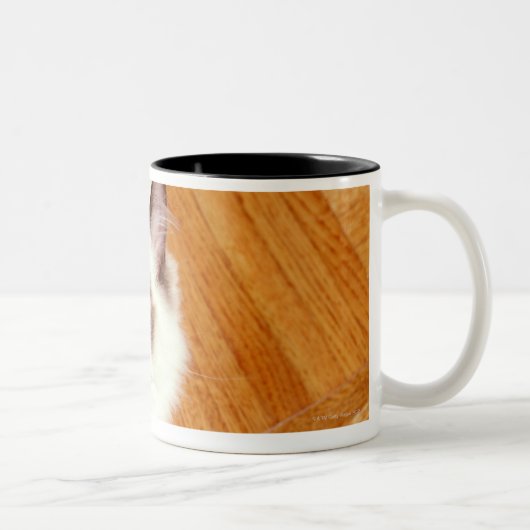 Ragdolkat op de vloer, verhoogd uitzicht tweekleurige koffiemok (Rechts)