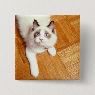 Ragdolkat op de vloer, verhoogd uitzicht vierkante button 5,1 cm