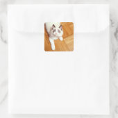 Ragdolkat op de vloer, verhoogd uitzicht vierkante sticker (Tas)