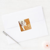 Ragdolkat op de vloer, verhoogd uitzicht vierkante sticker (Envelop)