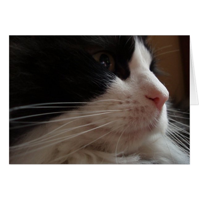 Ragdoll (Voorkant Horizontaal)